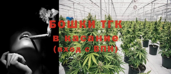 сатива Верея